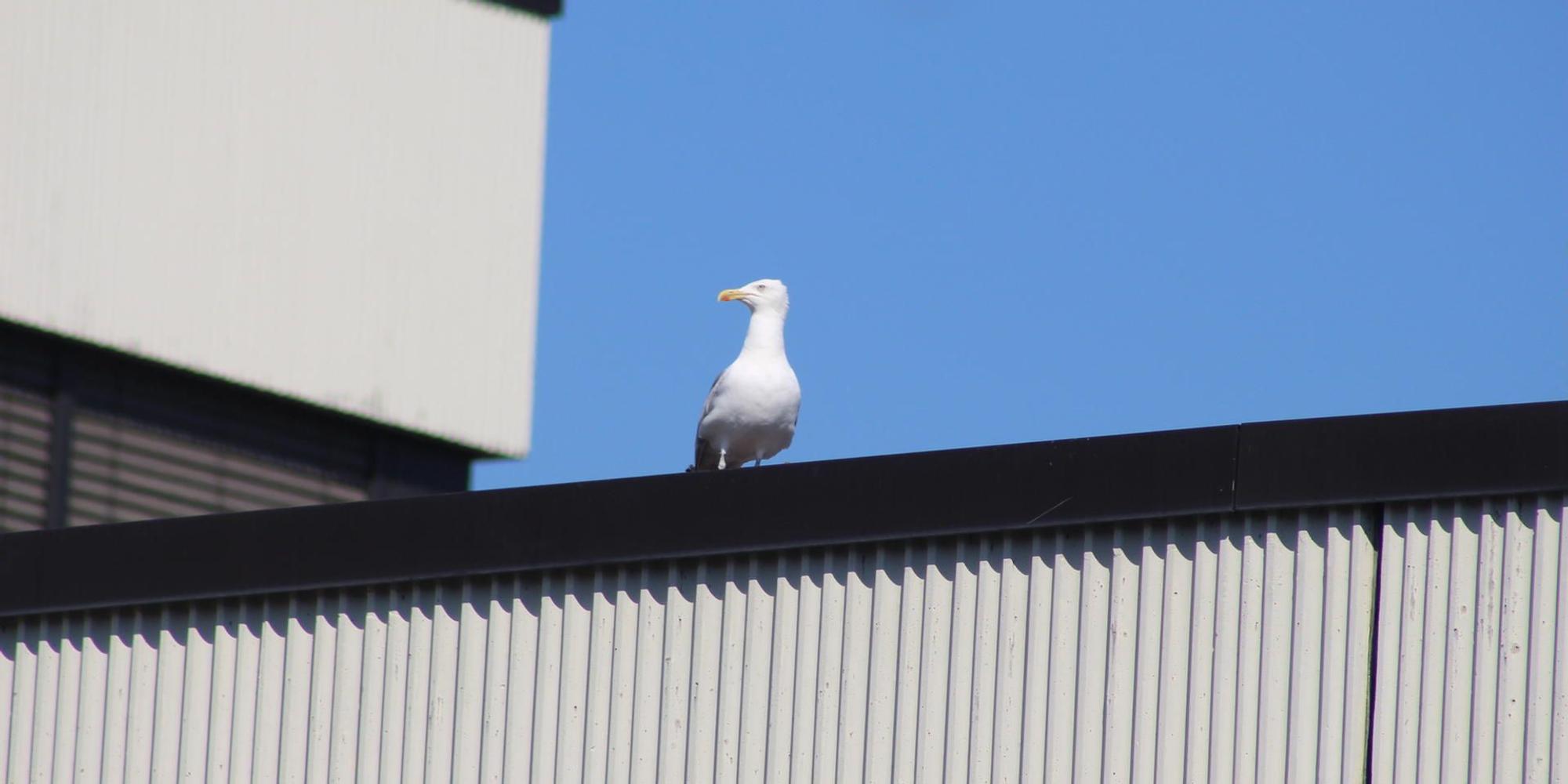 möwe amtsgericht