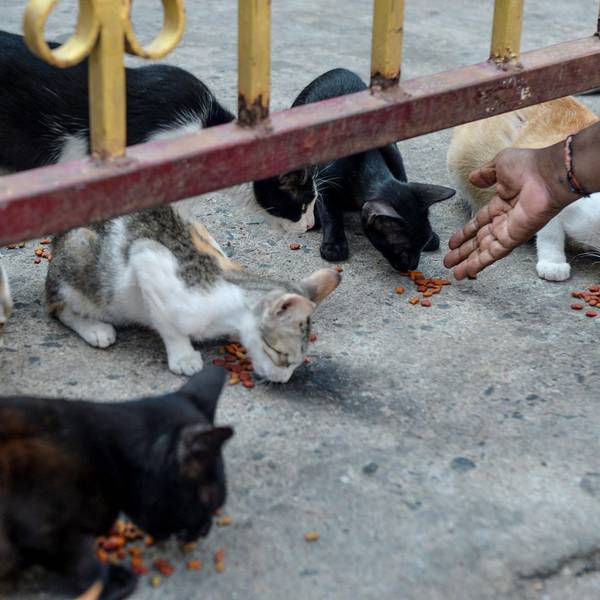 Katzen afp