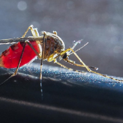 Stechmücke DPA 100522