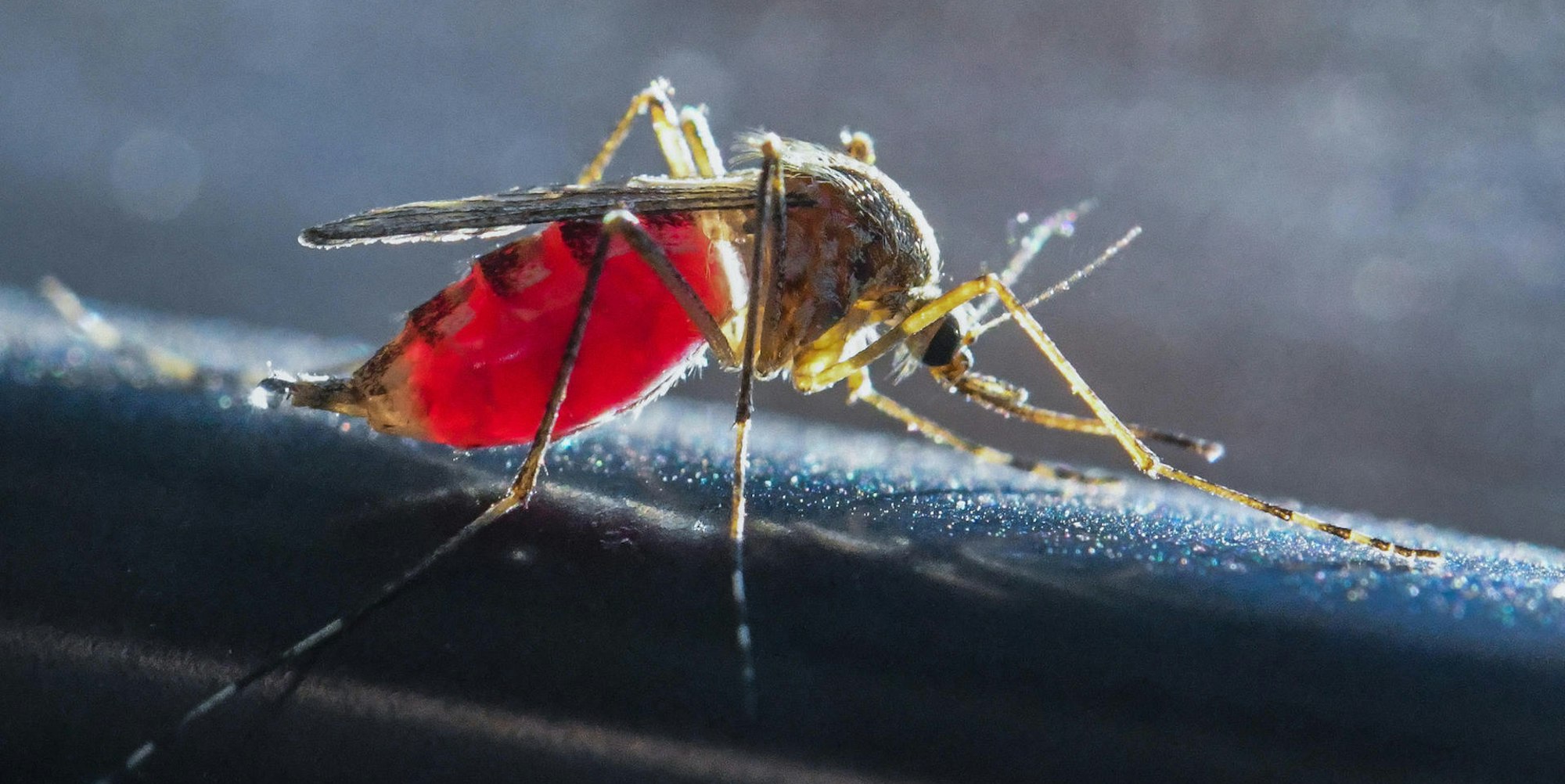 Stechmücke DPA 100522