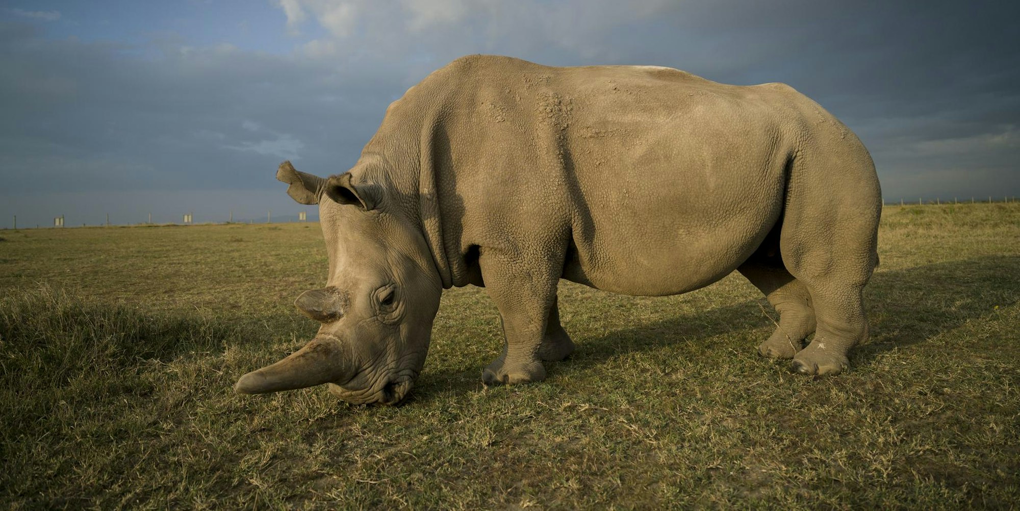 Nashorn dpa neu