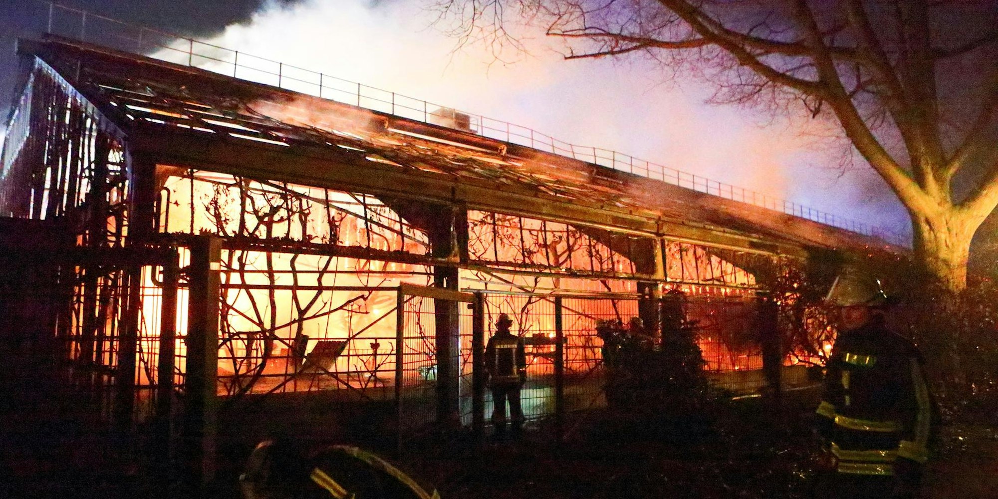 Krefeld brennendes Affenhaus