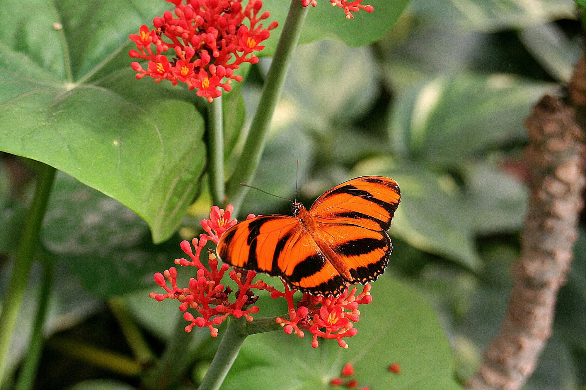 2007-04-01_76_Schmetterlingsgarten_wiki_cc2_Lothar_Spurzem