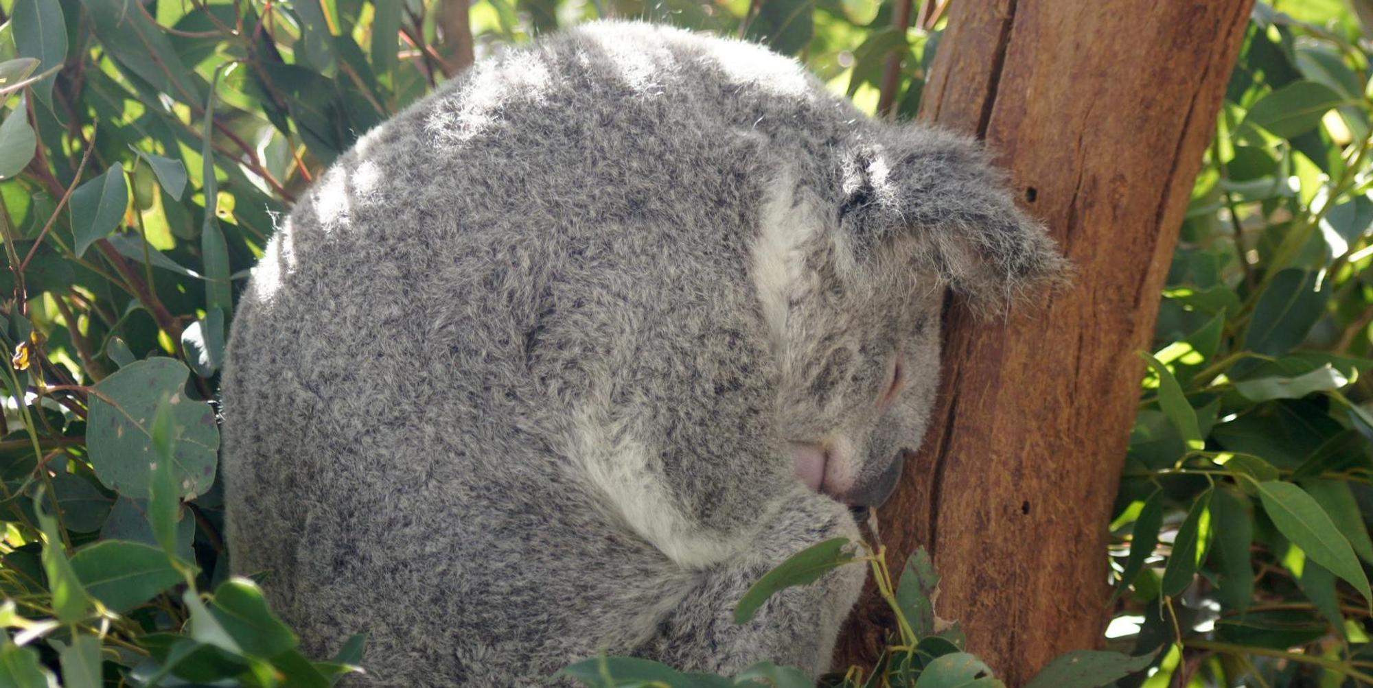 Schlafender Koala 110722
