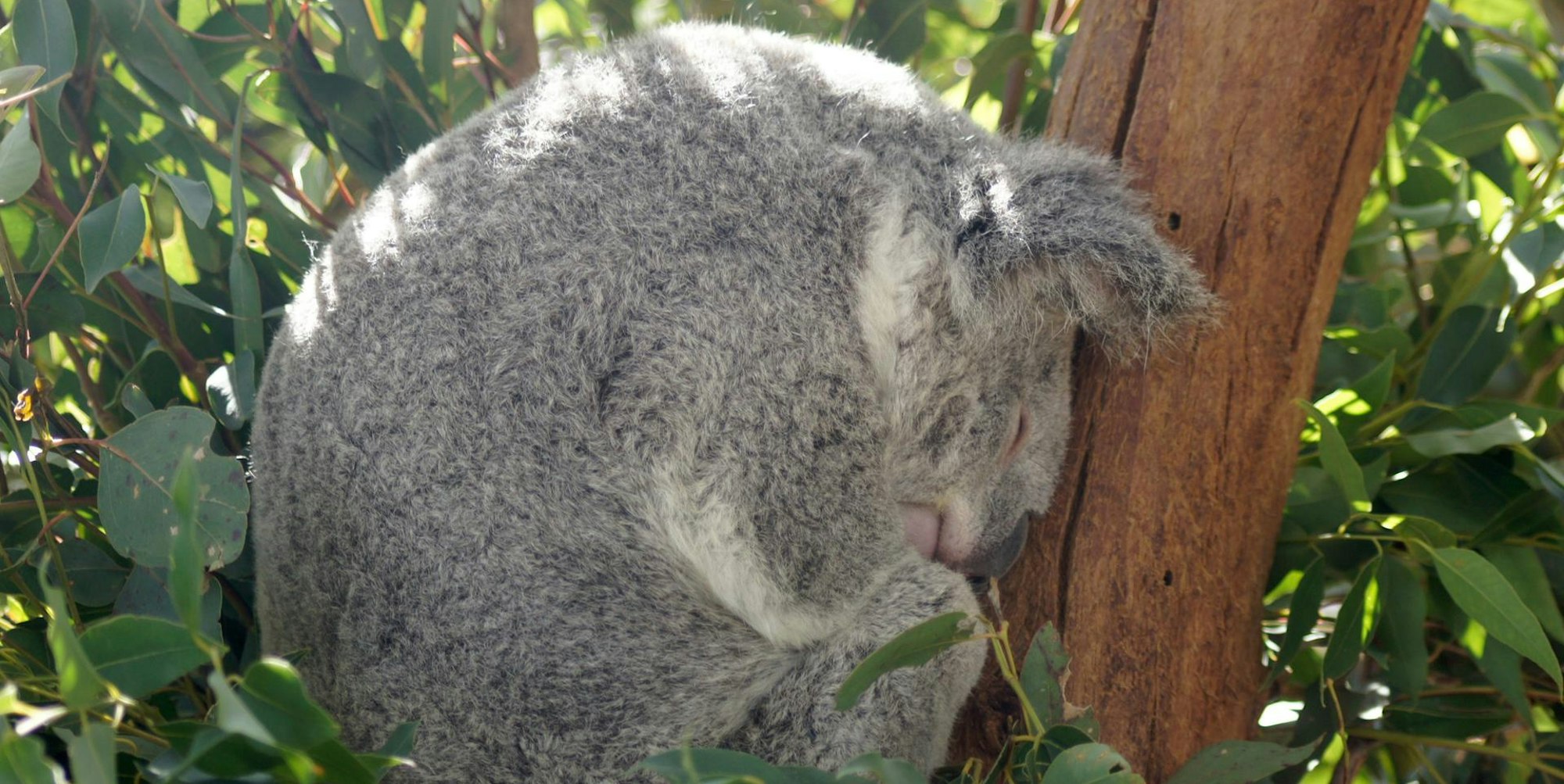 Schlafender Koala 110722