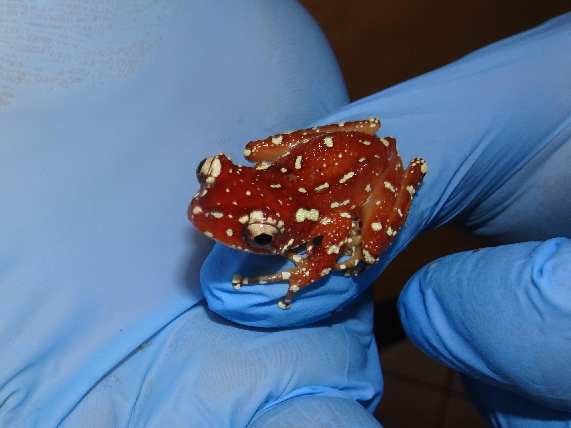 Nyctixalus phot. T. Ziegler (3)