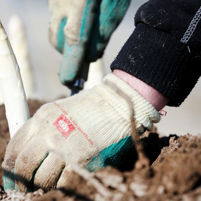 Spargelernte Arbeiter