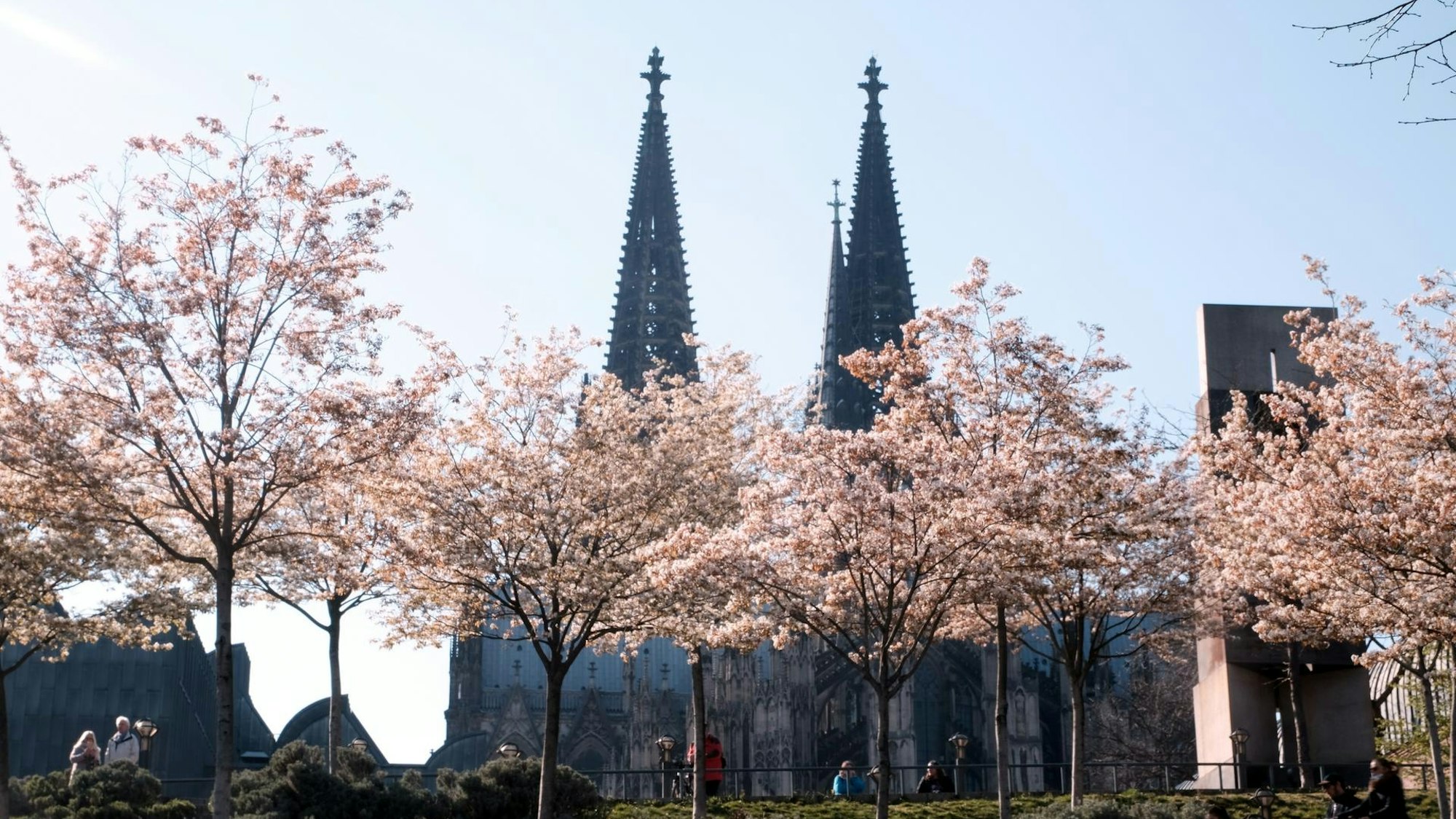 Der Dom mit Kirschbäumen