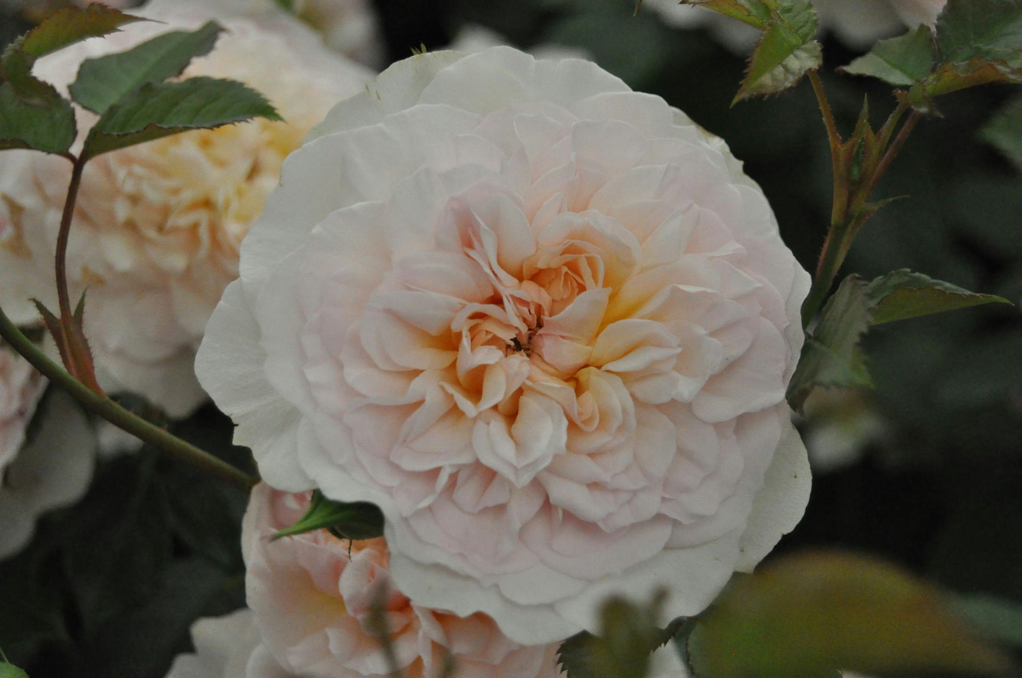 Gartentrends 2018 Austin Rose