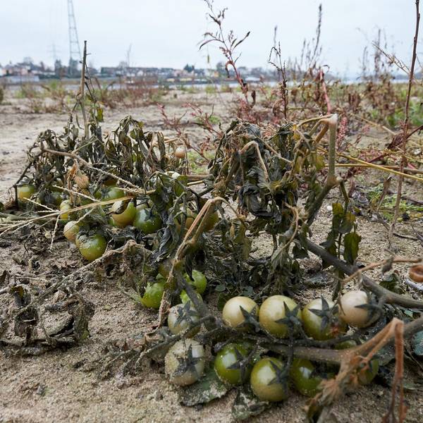 Klimawandel bringt wärmeliebendf