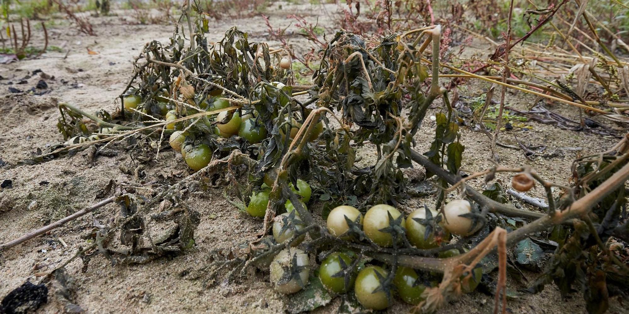 Klimawandel bringt wärmeliebendf