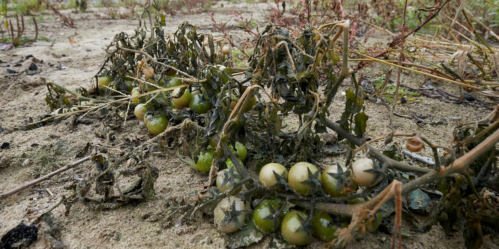 Klimawandel bringt wärmeliebendf