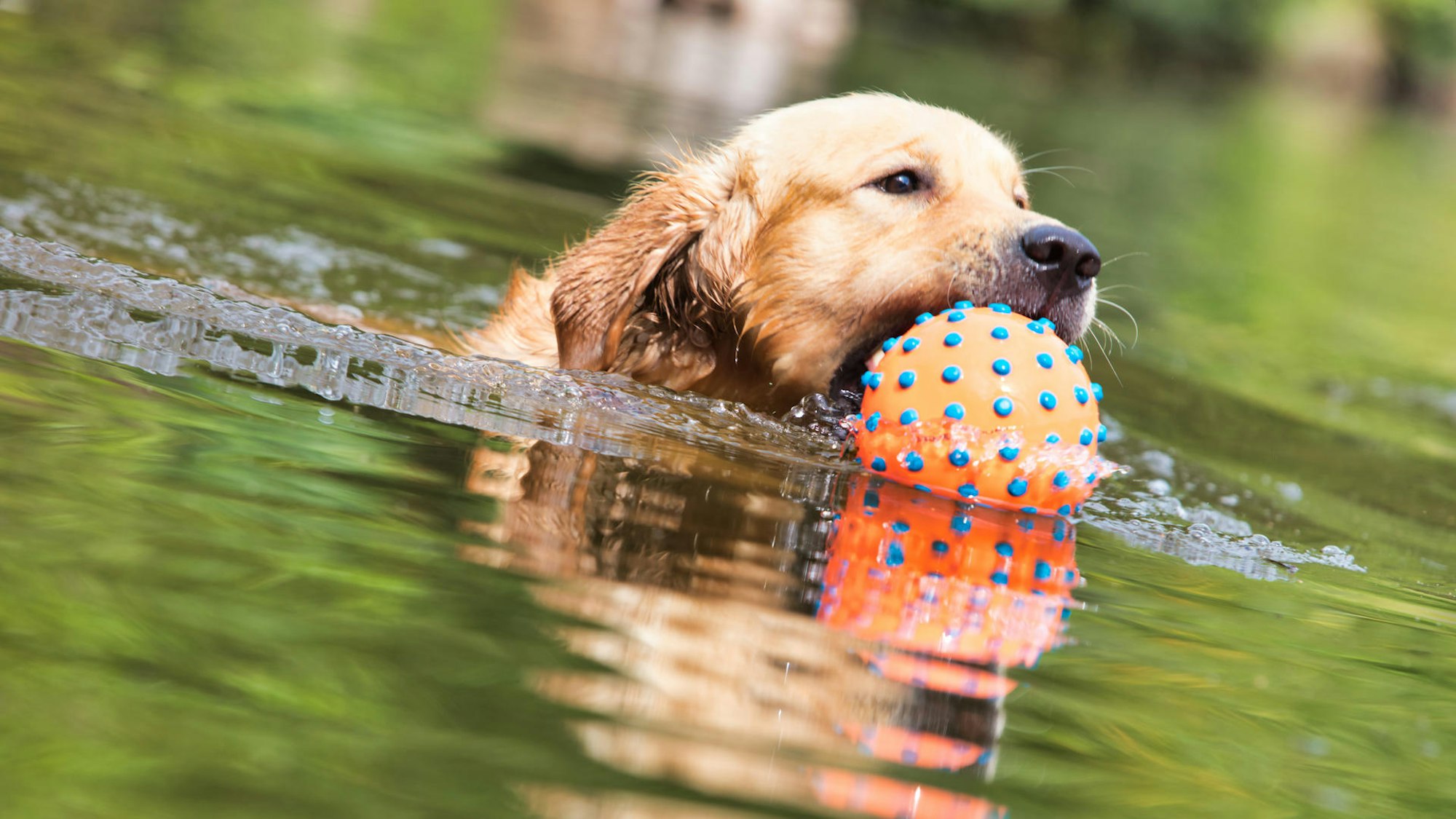 Wasserratten haben ihren Spaß im See.