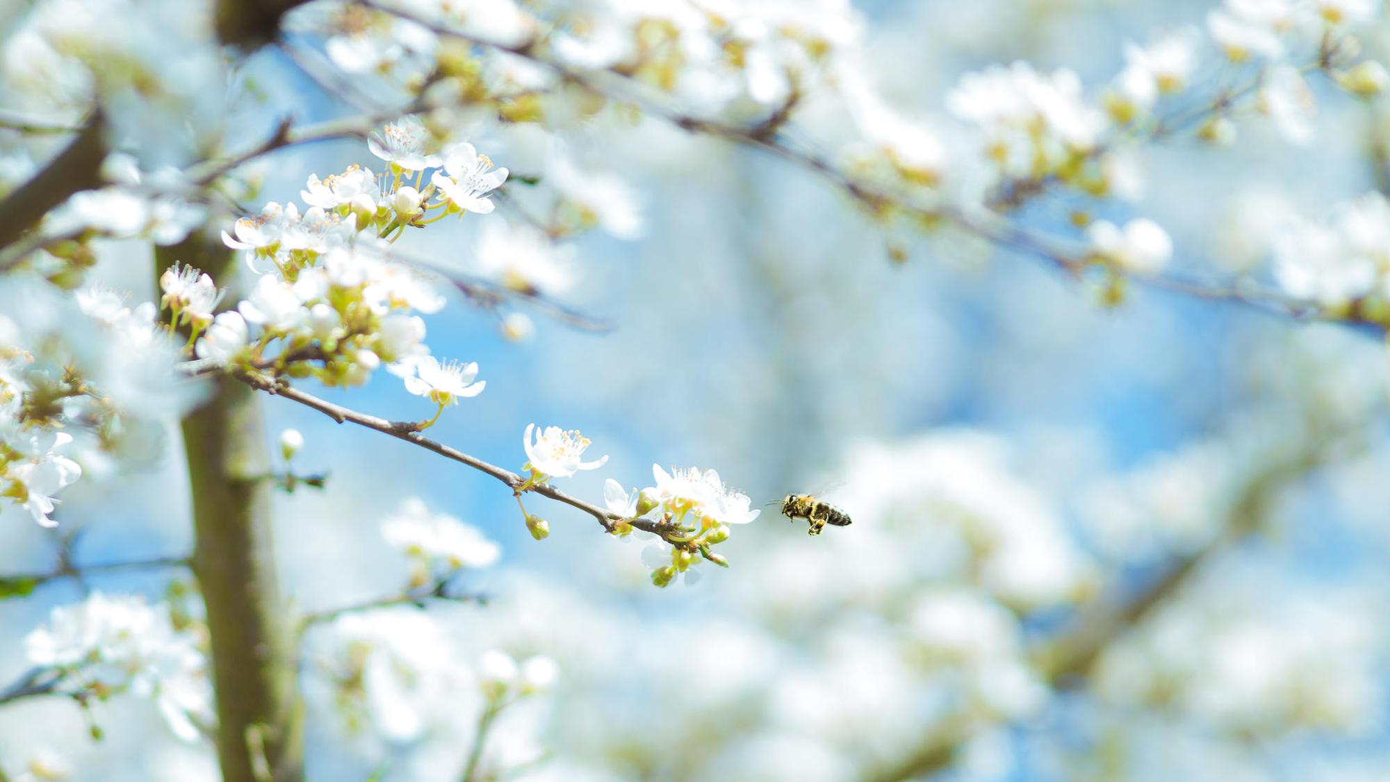 Apfelblüte karsten-wurth-77242
