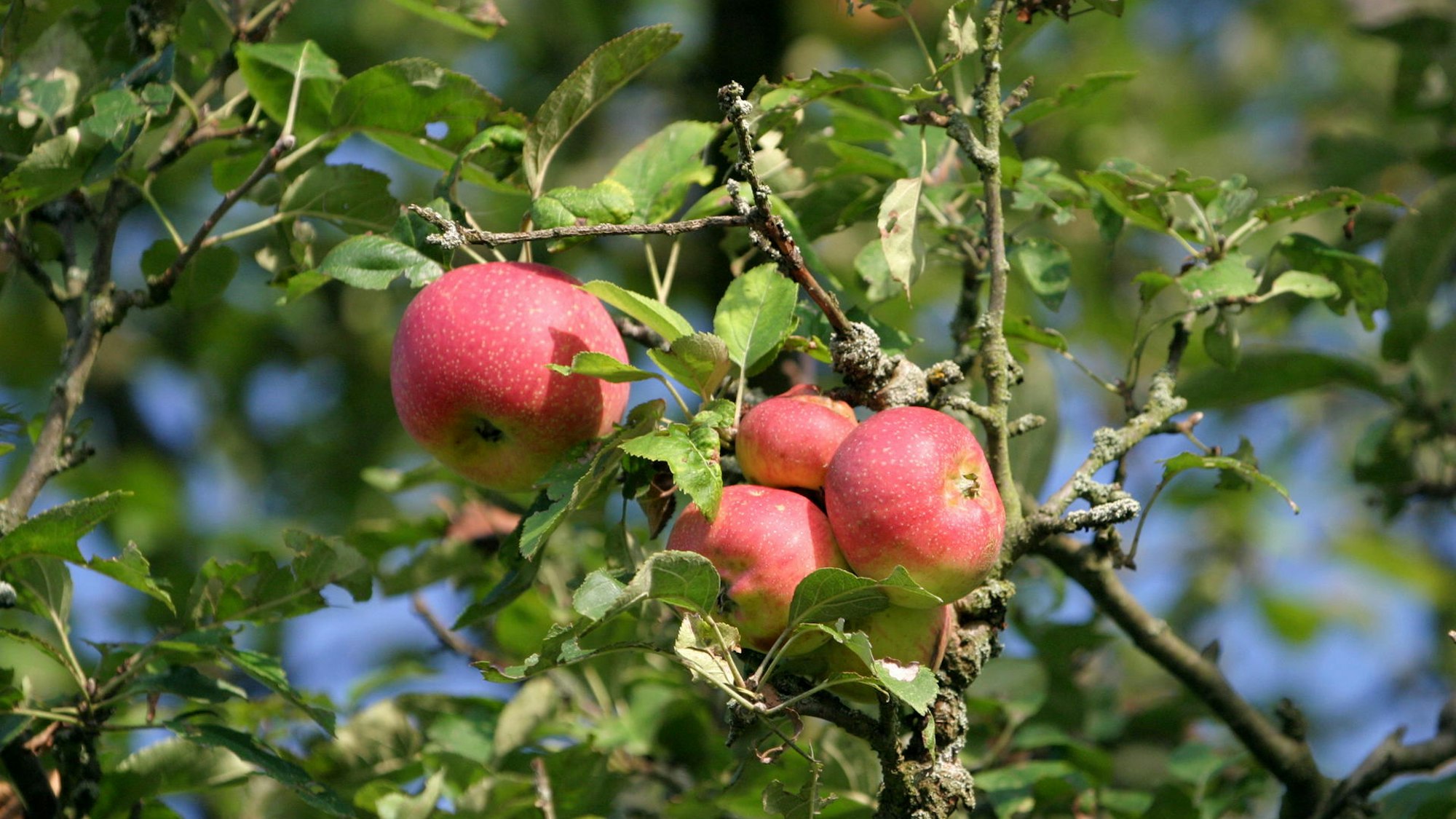 Rote Äpfel hängen am Baum.