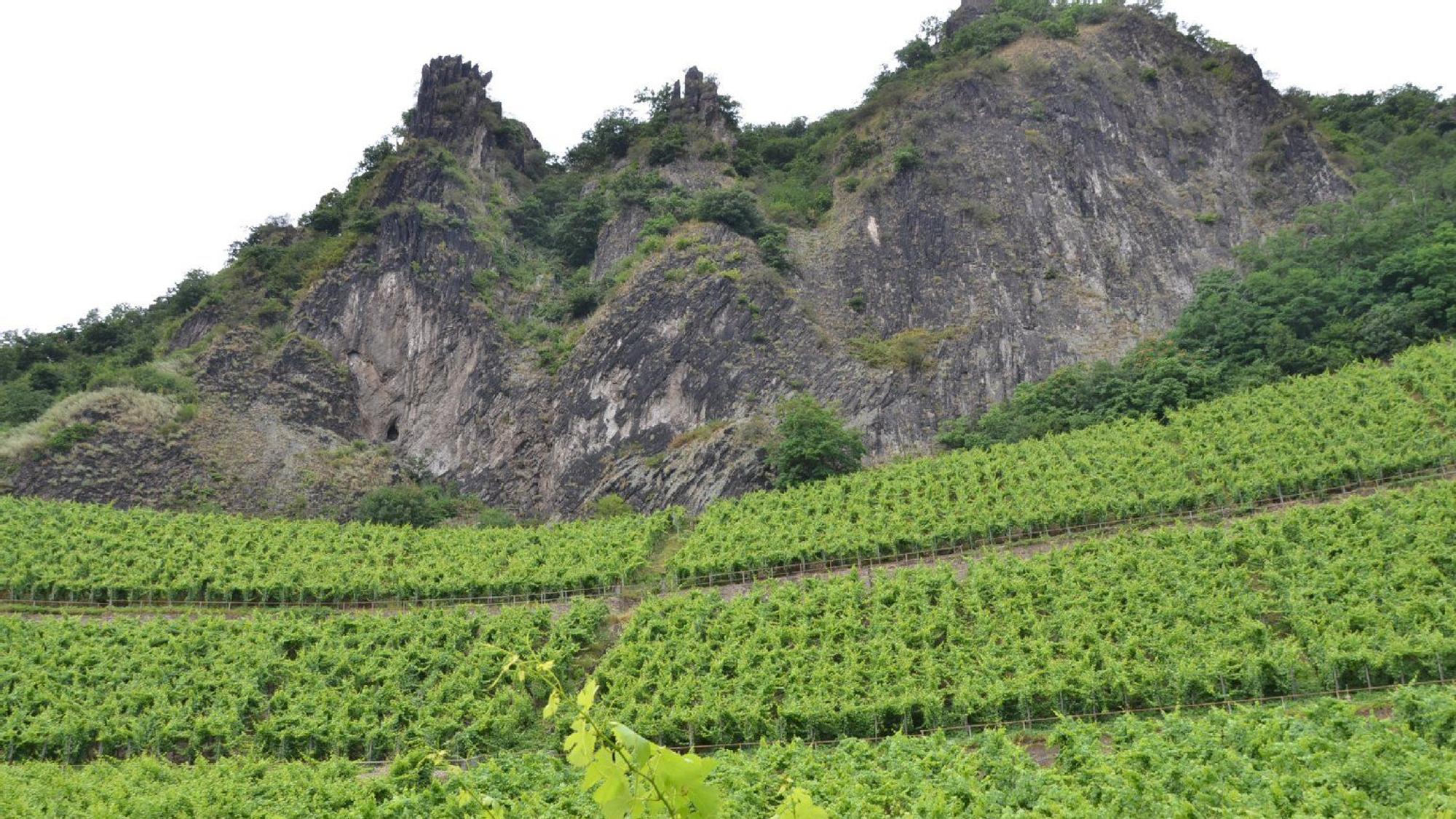 Grüne Weinberge mit Gebirge im Hintergrund.