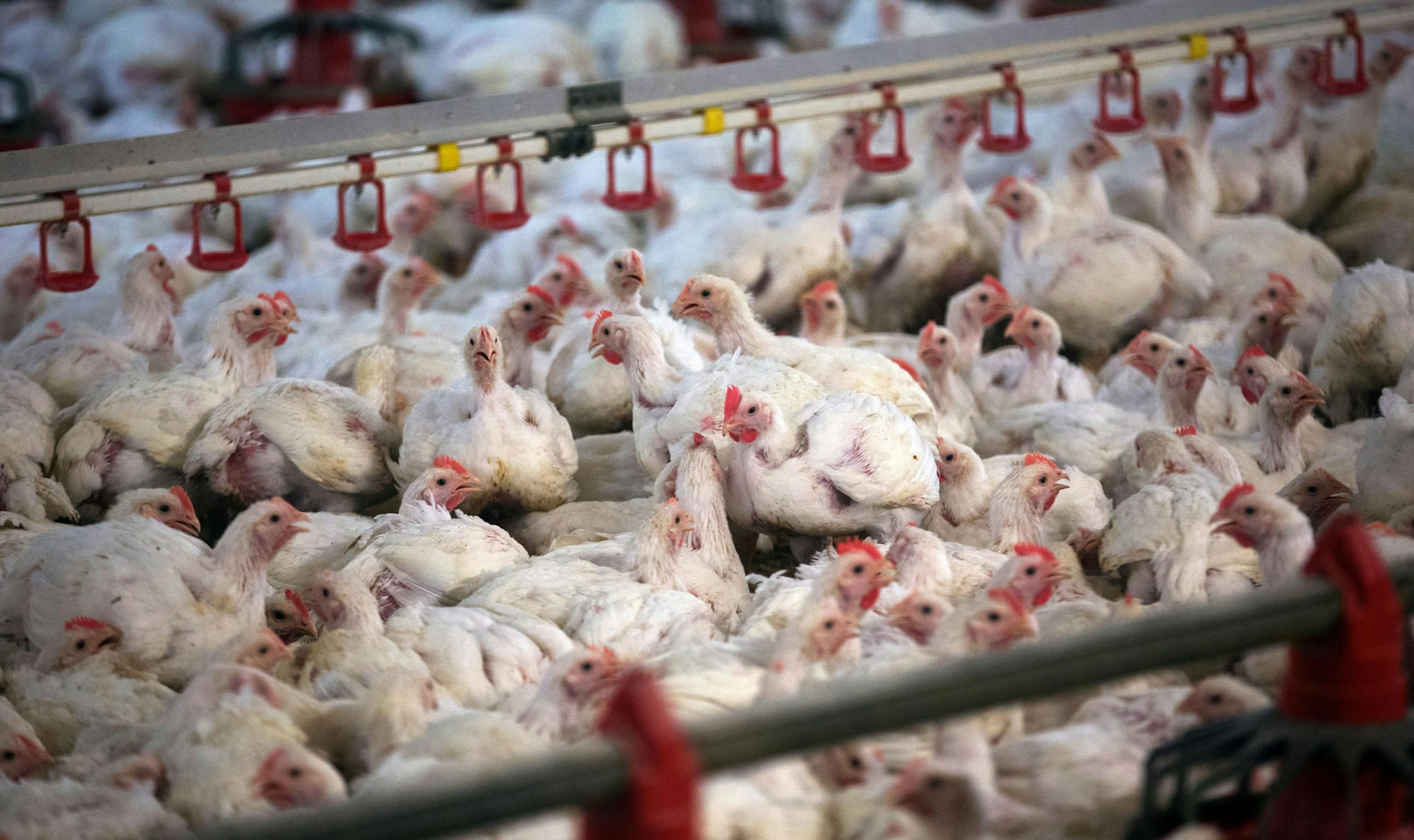 Massentierhaltung_50587014