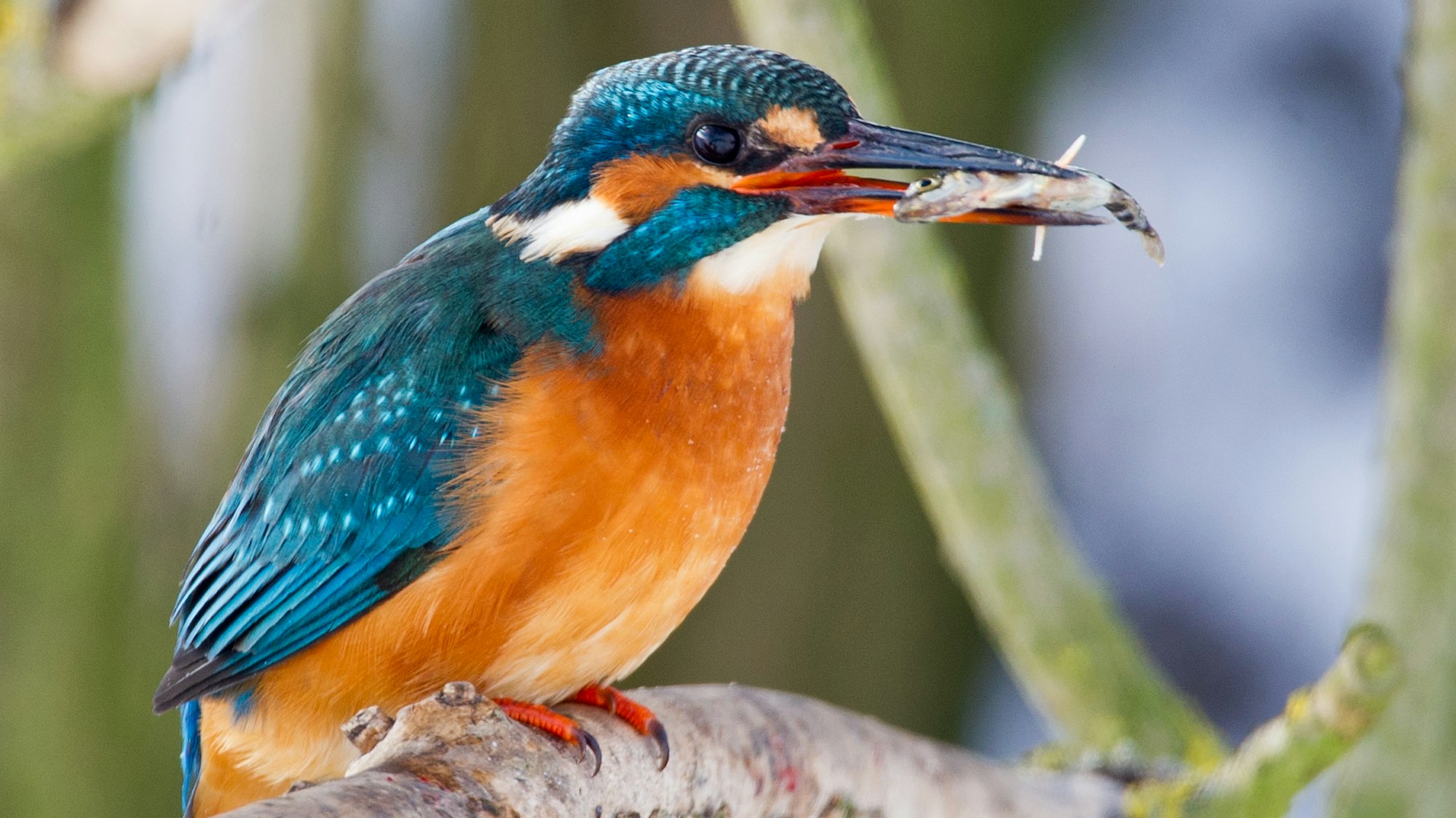 Ein wunderschöner Eisvogel mit einem kleinen Fischchen im Schnabel