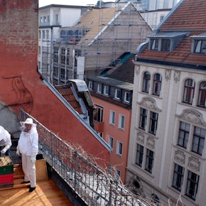 20180306max-bienen21