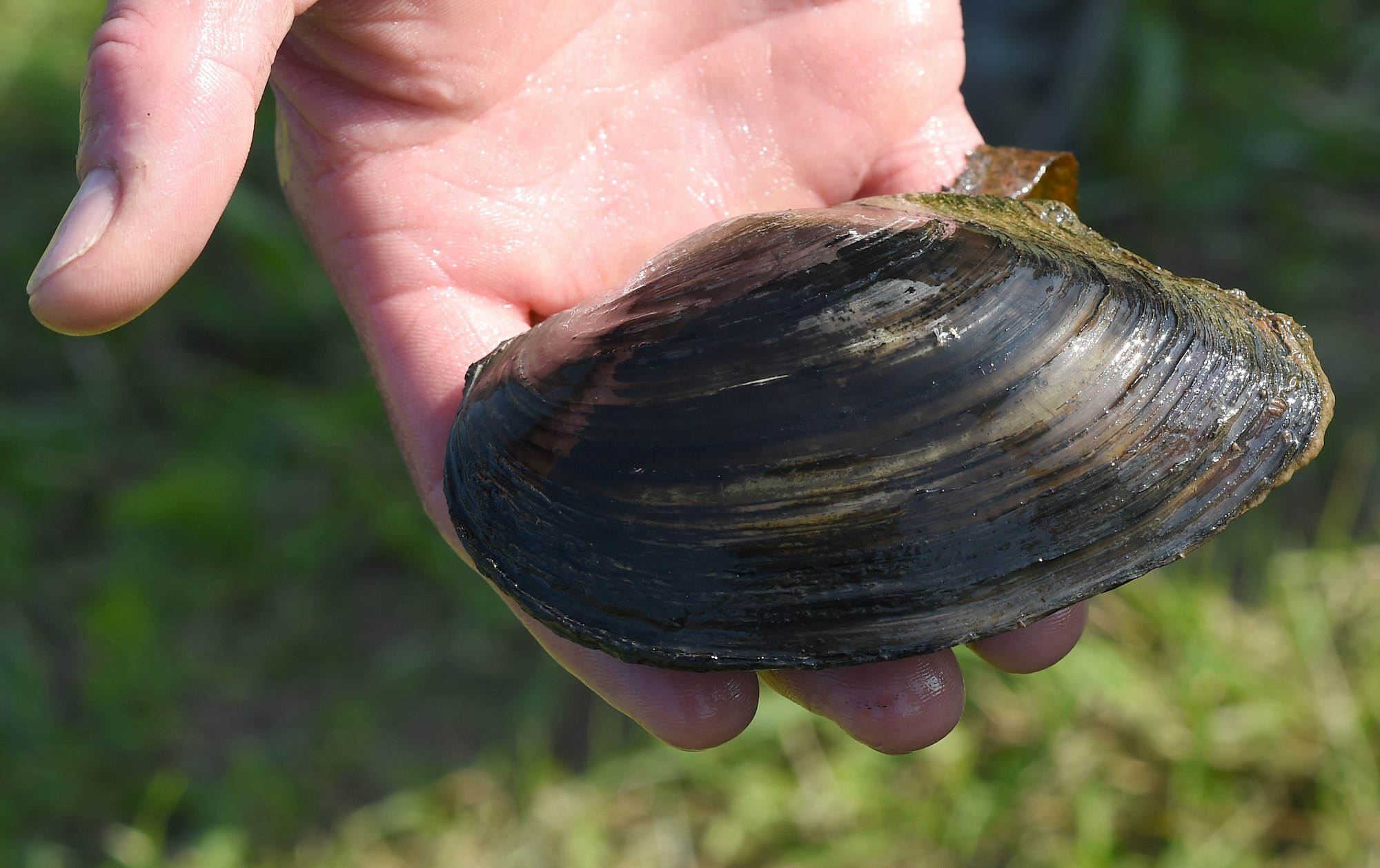 Teichmuschel