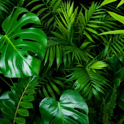 GettyImages-Grünpflanzen