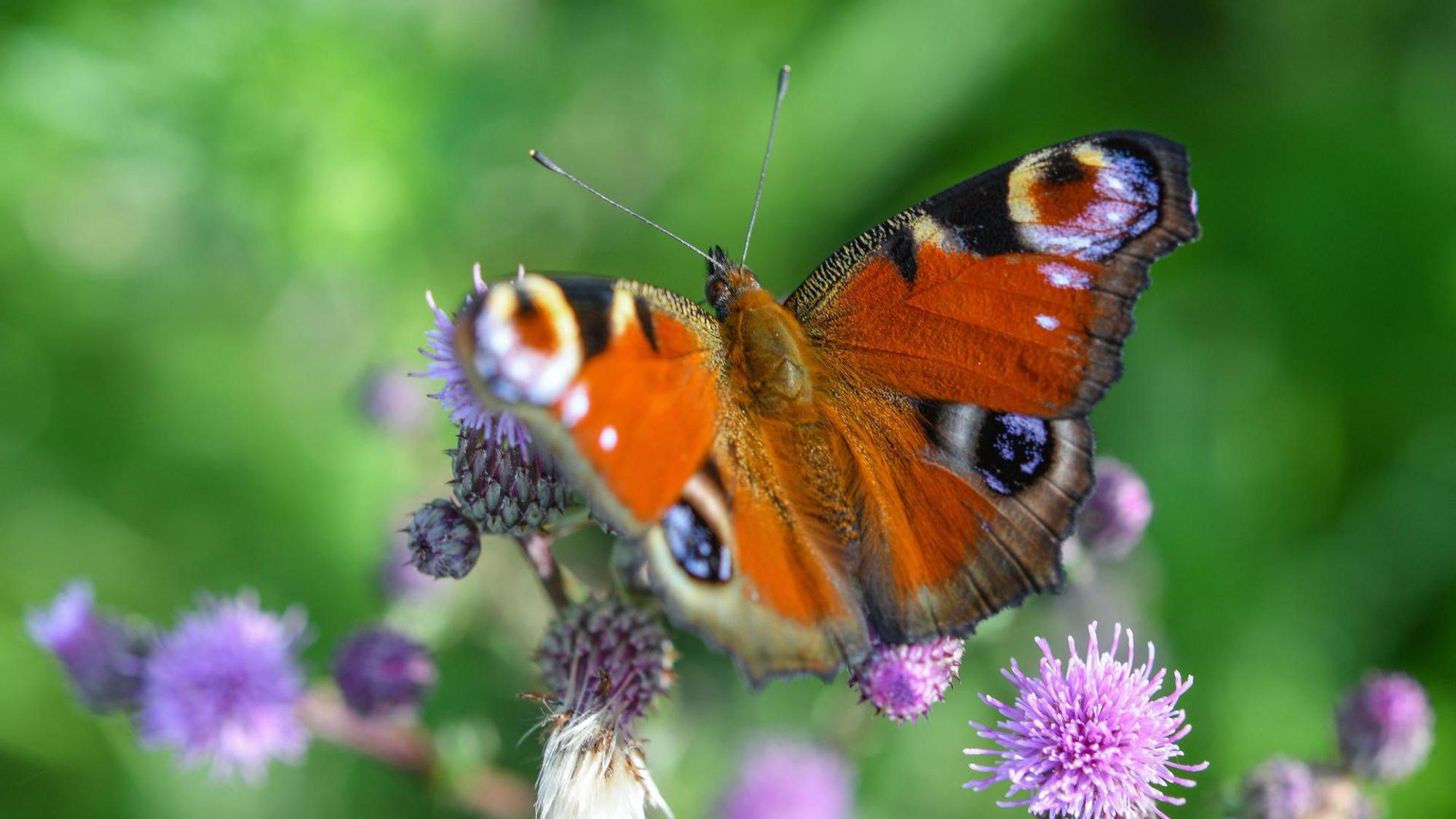 Ein Schmetterling sitzt auf einer lila Blüte