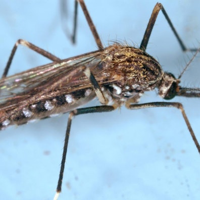 Mücke_kann_Krankheien_übertragen