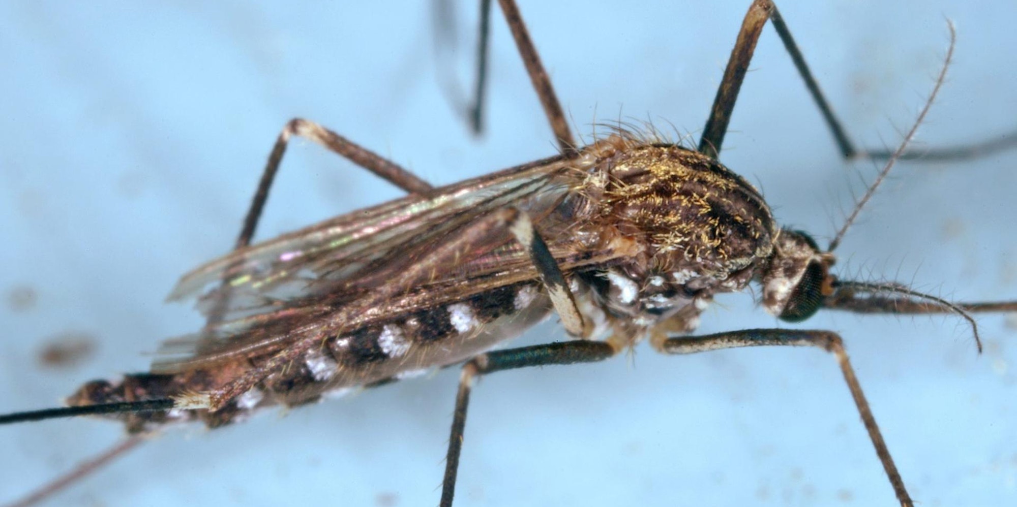 Mücke_kann_Krankheien_übertragen