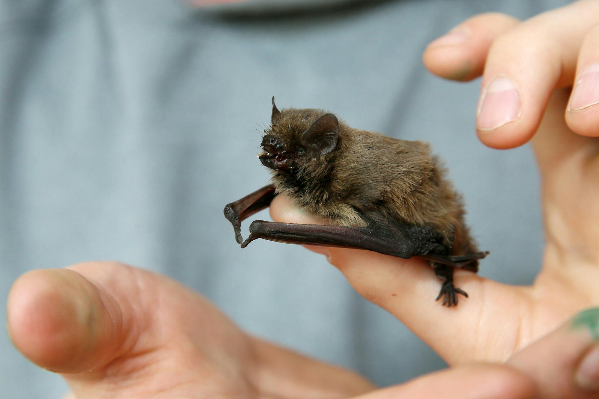 05042017_Fledermaus_03 Goyert