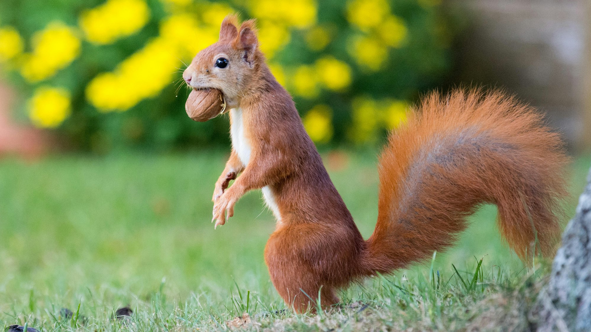 Eichhörnchen mit Nuss im Maul.