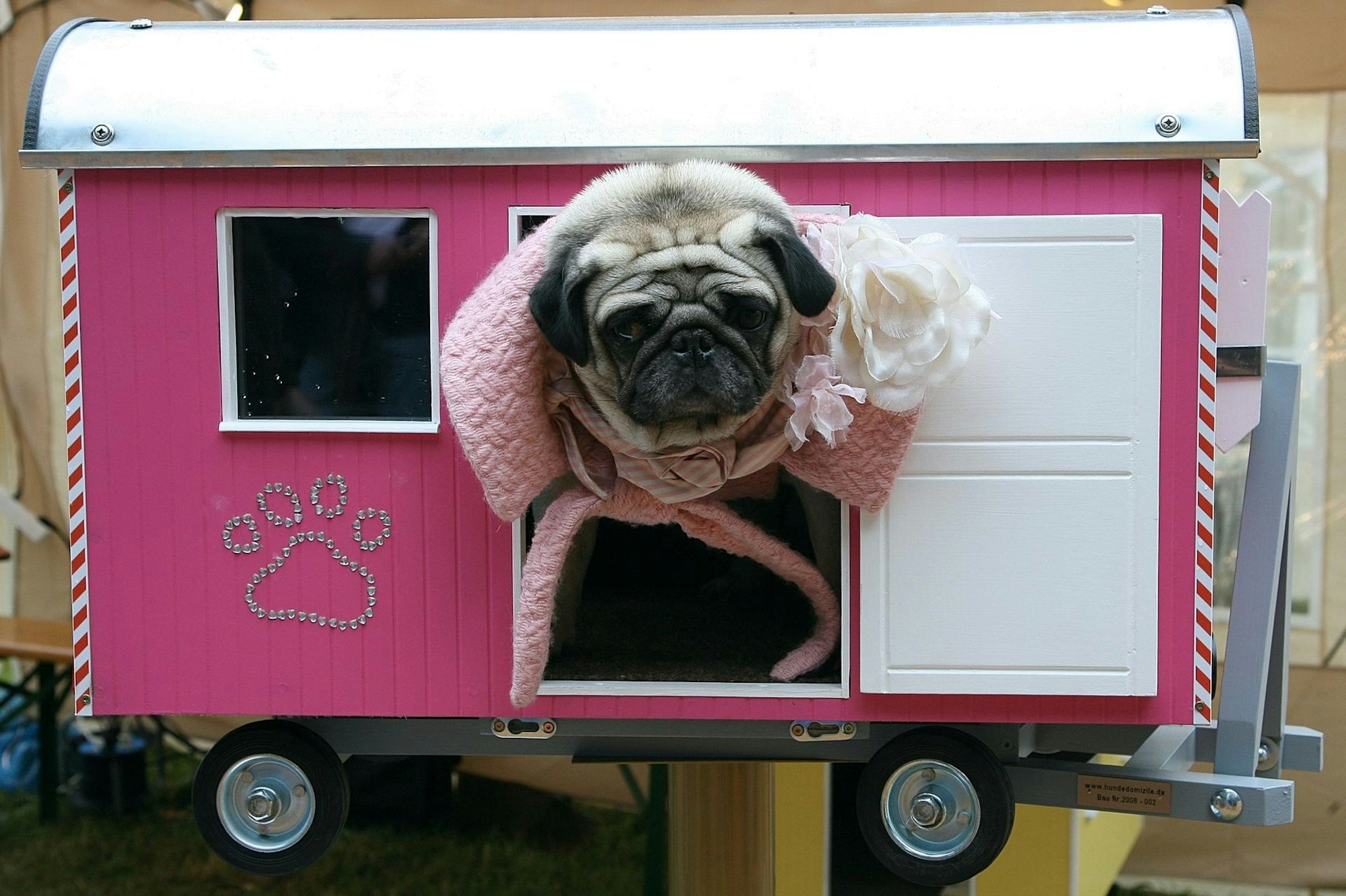 accessoires tiere hund