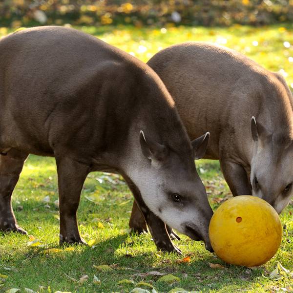 Flachlandtapir-Ball 1