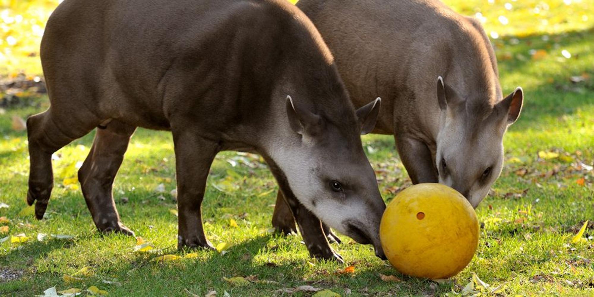 Flachlandtapir-Ball 1
