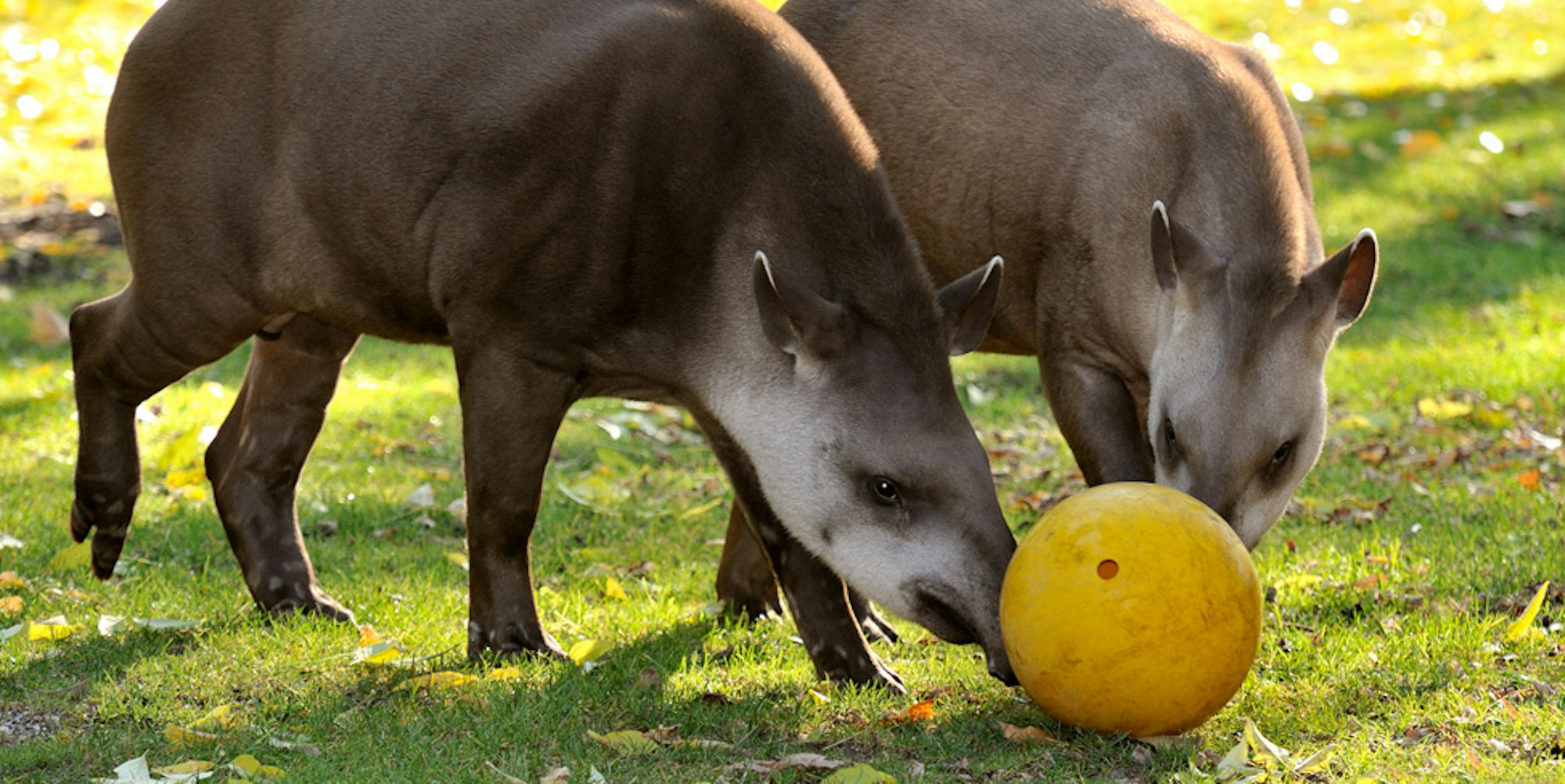 Flachlandtapir-Ball 1