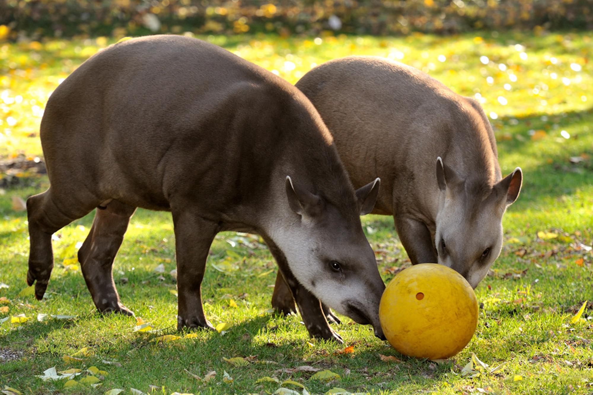 Flachlandtapir-Ball 1