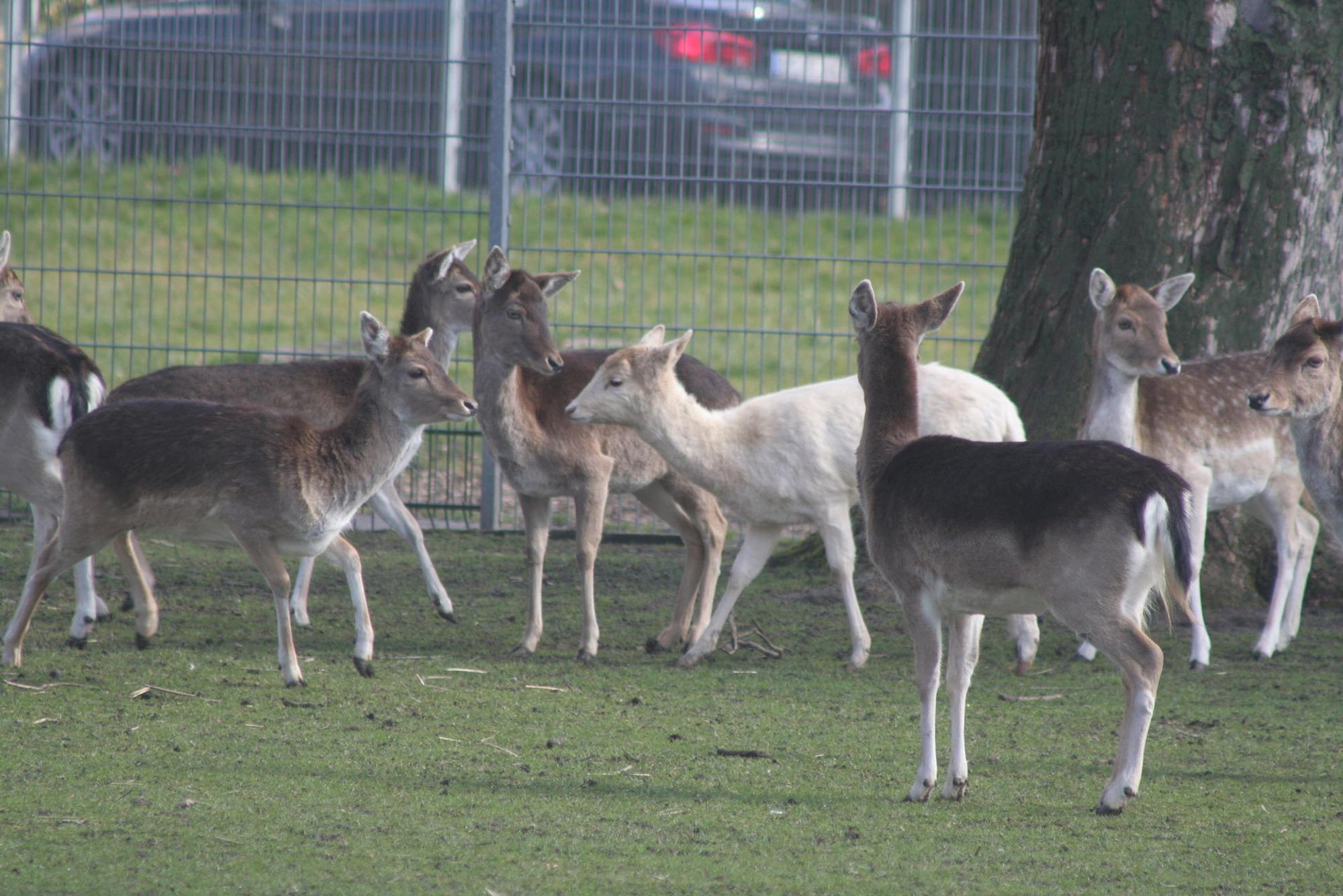 Tierpark Quadrat-Ichendorf1