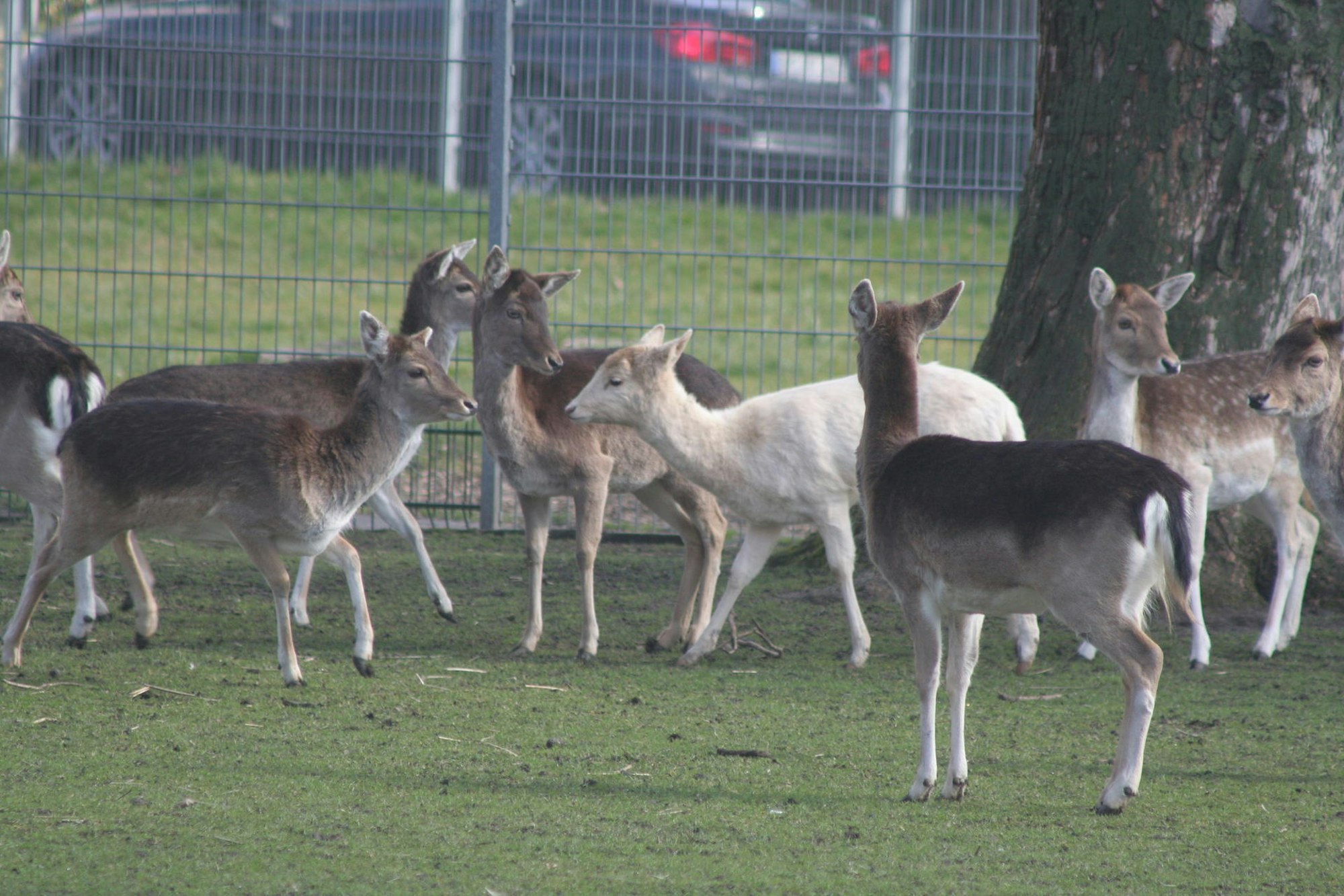 Tierpark Quadrat-Ichendorf1