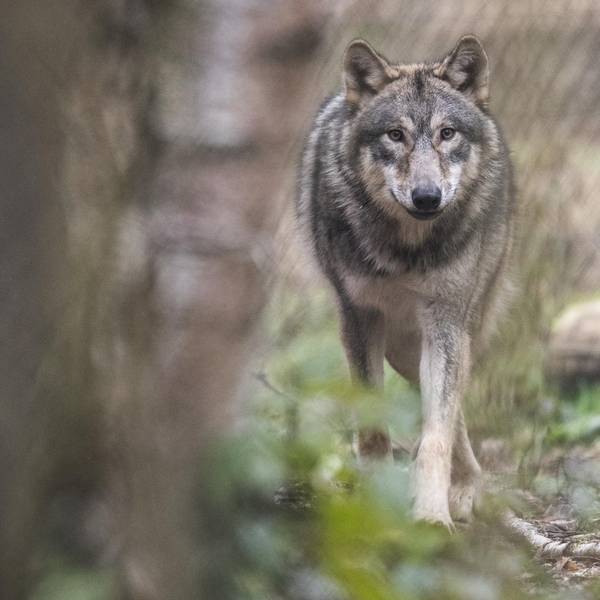 Wolf (Symbol)