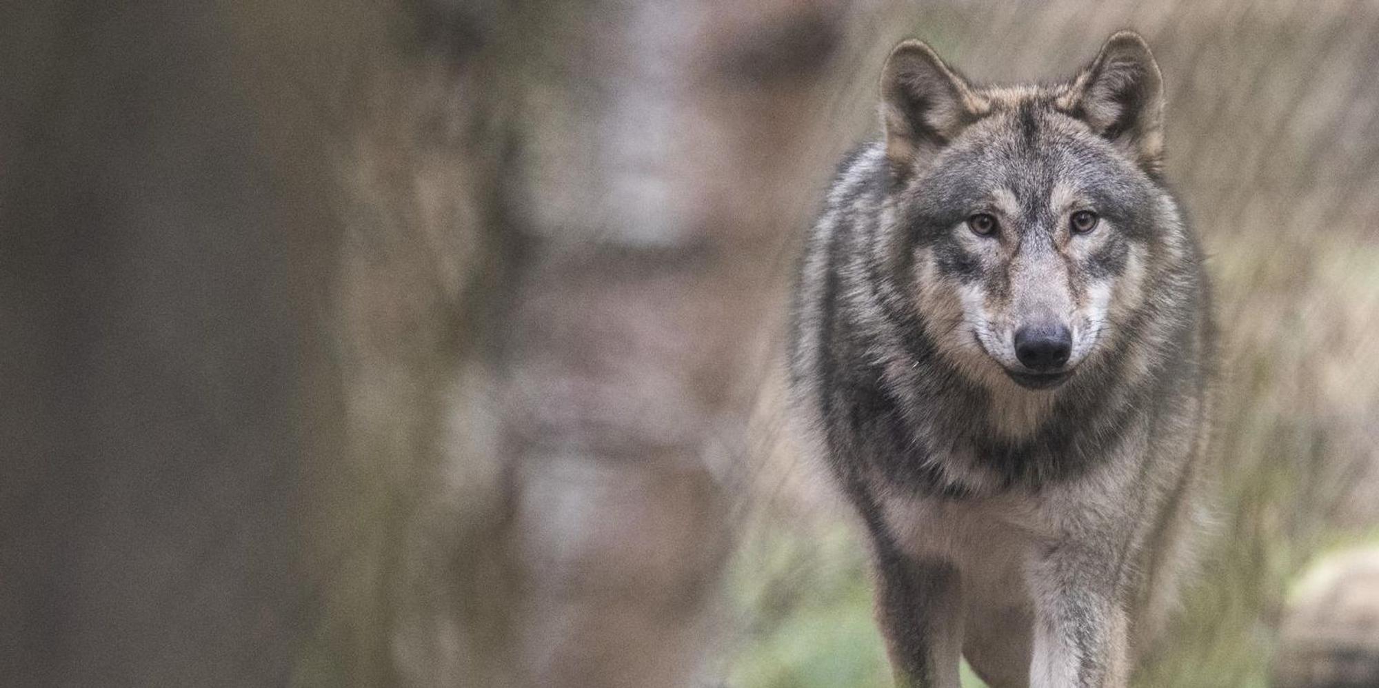 Wolf (Symbol)
