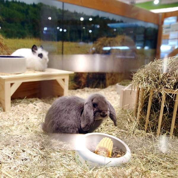 Kaninchen