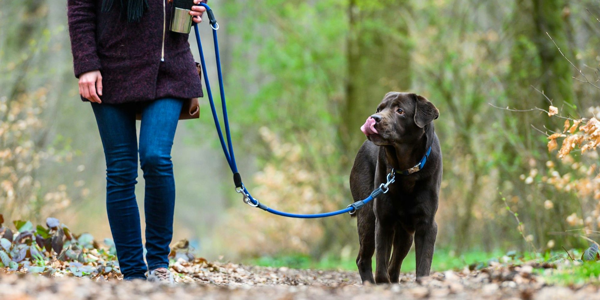 symbolbild hund leine wald