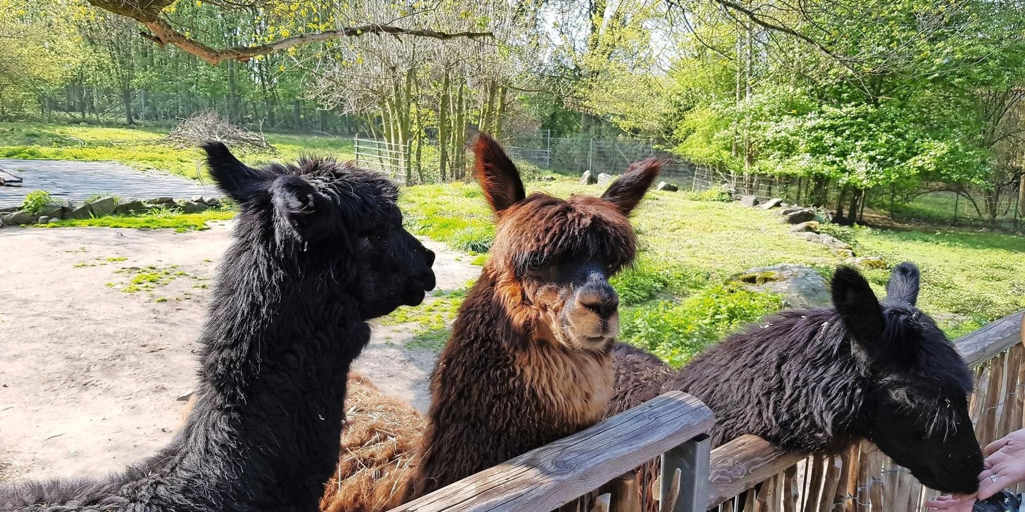 Wildpark Reuschenberg Foto Christiane Bours