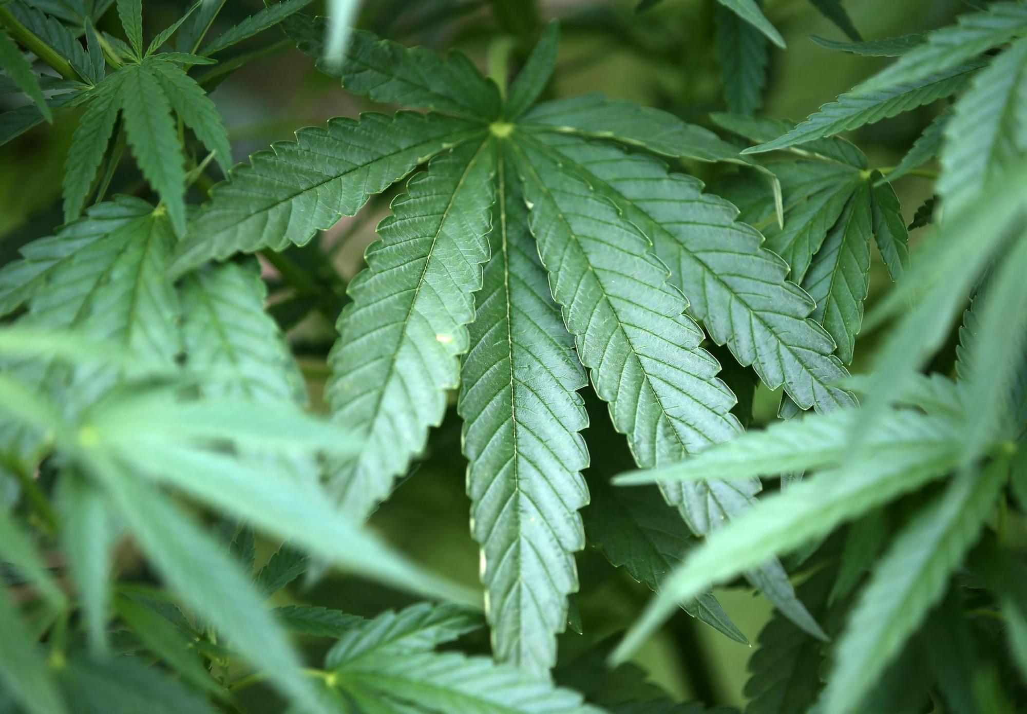 cannabis blätter
