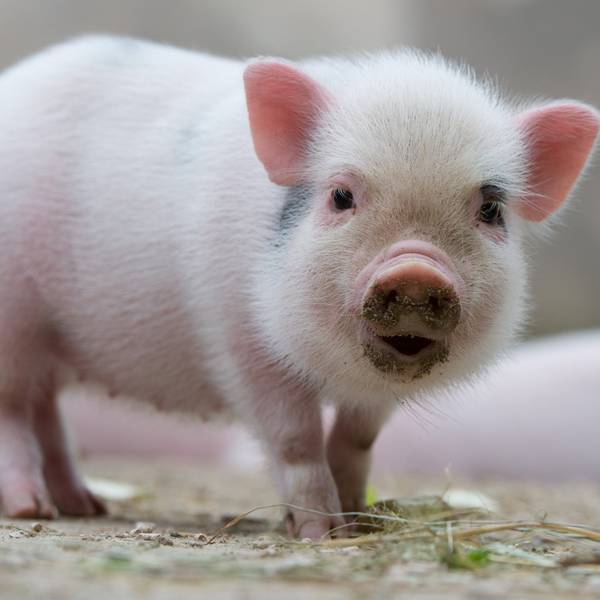 Mini-Pig