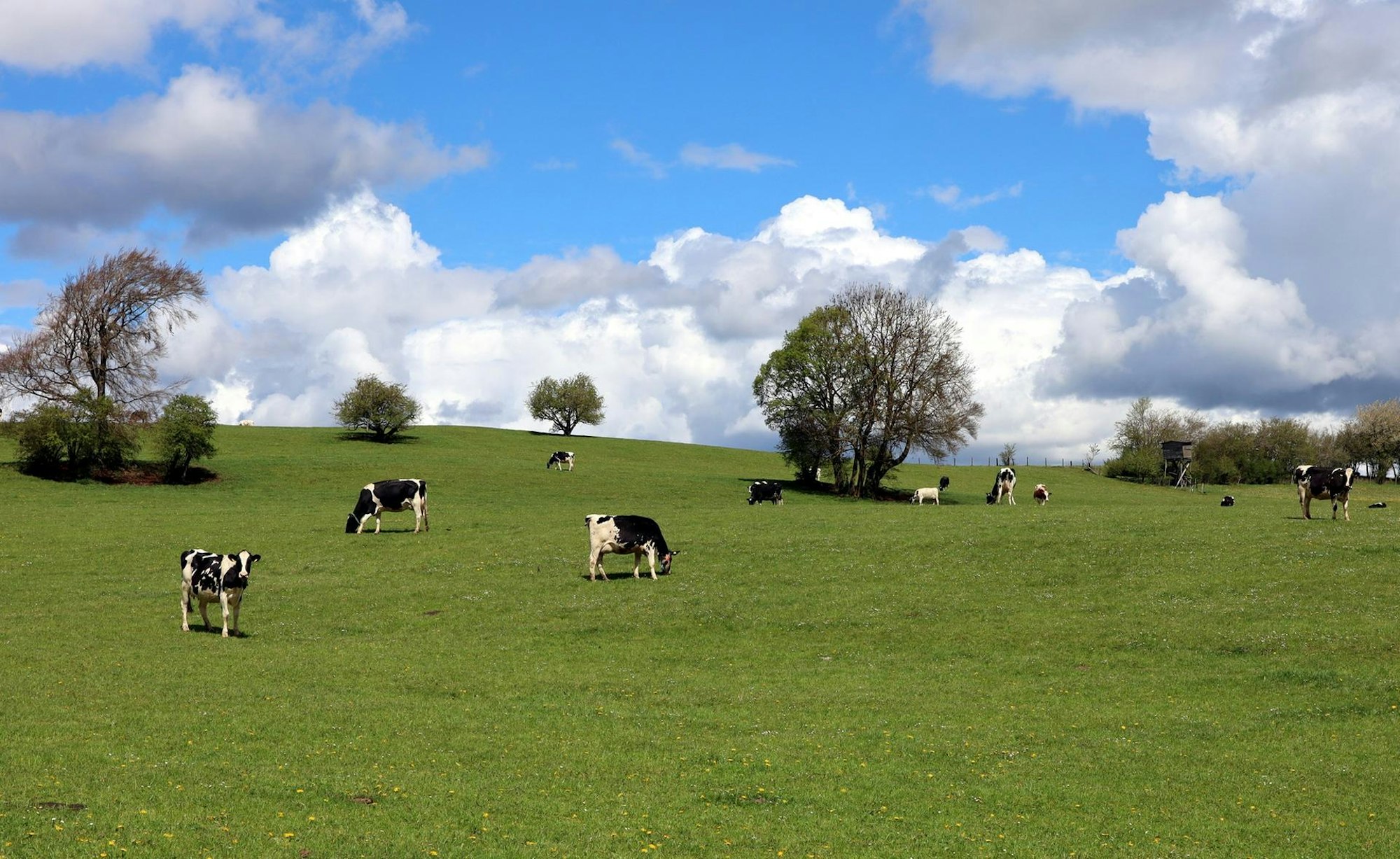 Wanderung Heideheimat Weidefläche