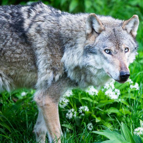 Wolf