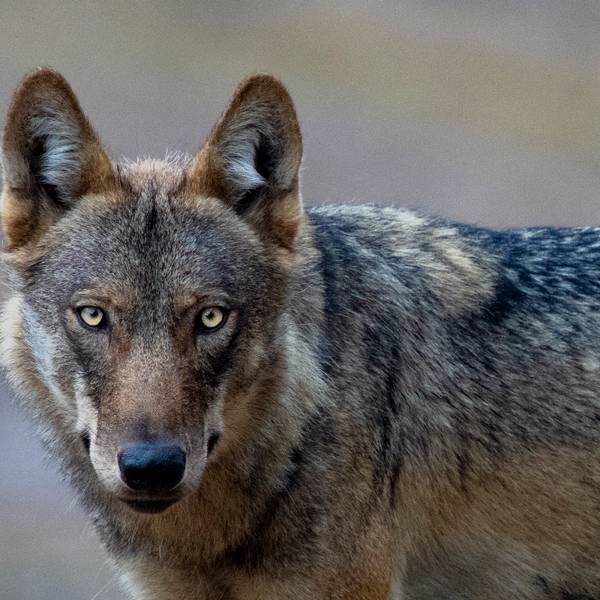 gomille0539-wildwolf3-online