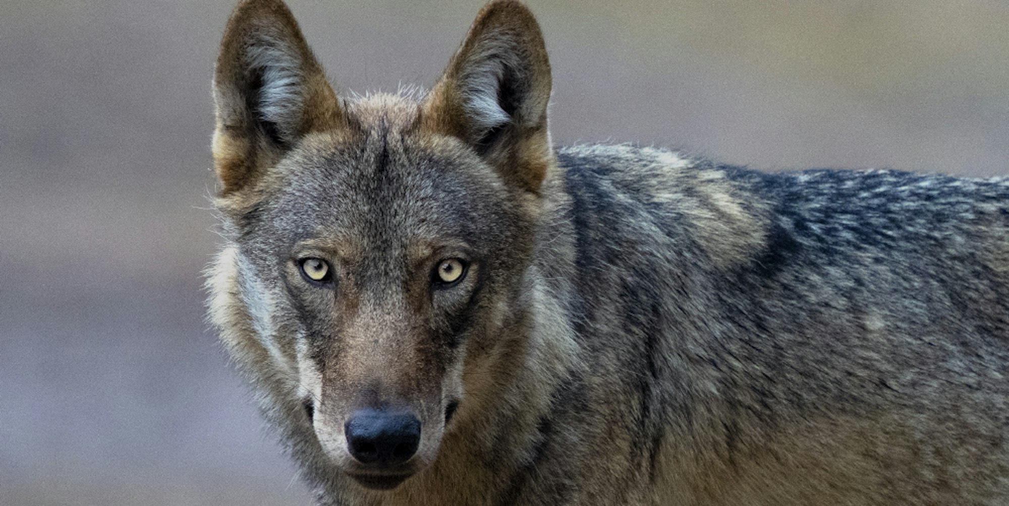 gomille0539-wildwolf3-online