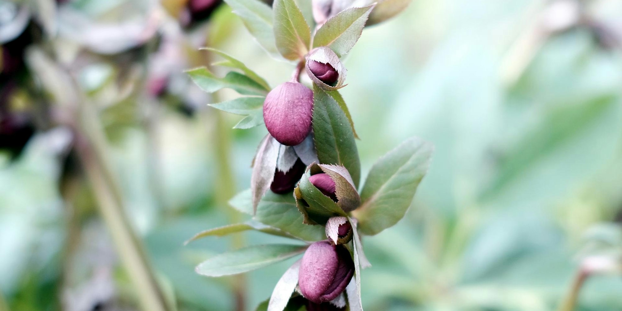 20200129max-gartenkalender03