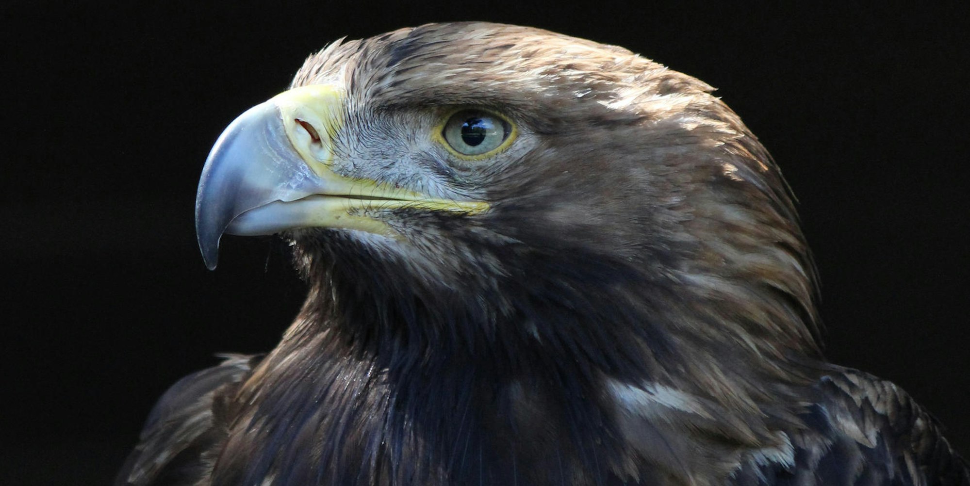 Verschwundener Adler Hellenthal